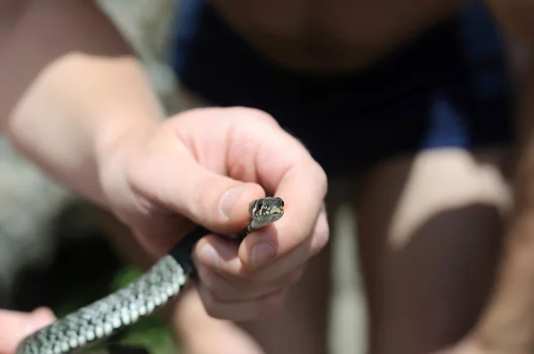 Serpent dans les mains — Photo