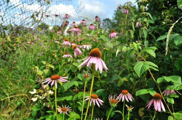 Blomster av ekinacea – stockfoto