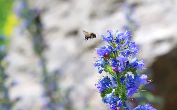 Abejorro en vuelo a una flor — Foto de Stock