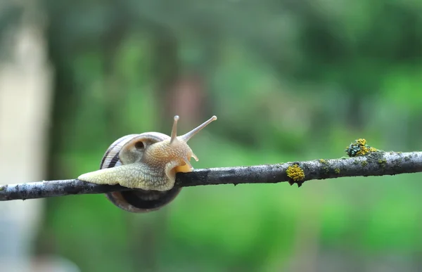 Caracol em um ramo — Fotografia de Stock