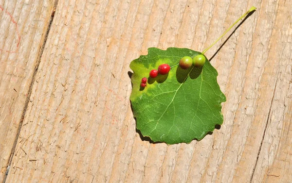 Enfermedad de hojas —  Fotos de Stock