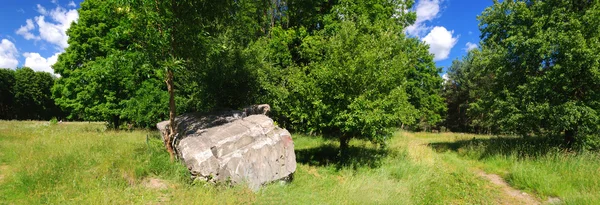 Kawałek betonu między drzewami — Zdjęcie stockowe