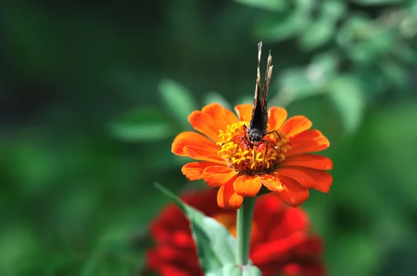 Close-up borboleta — Fotografia de Stock