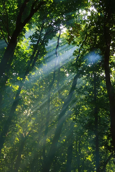 Sonnenstrahlen im Wald — Stockfoto