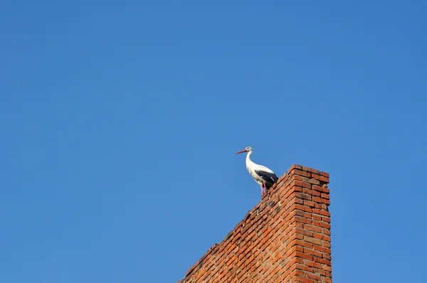 Stork on the chimney — Stock Photo, Image