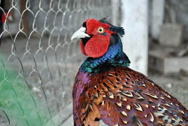 Male Pheasant Close — Stock Photo, Image