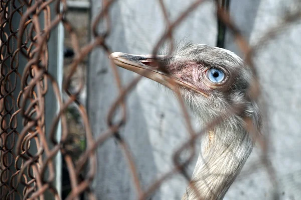 Ostrich portrait — Stock Photo, Image