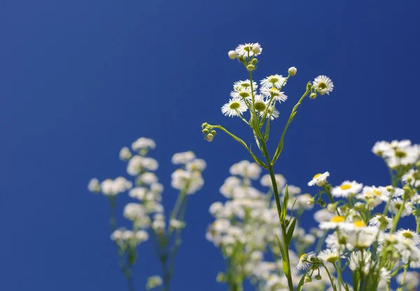 Margrieten op een achtergrond van de blauwe hemel — Stockfoto