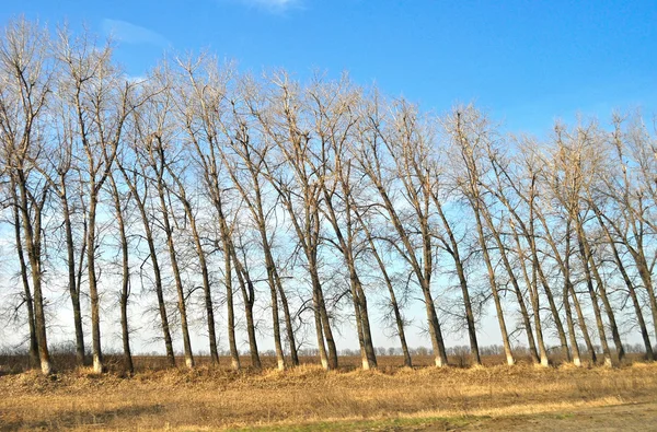 Tilted tree — Stock Photo, Image