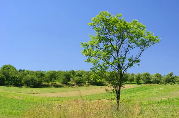 Drzewo w dziedzinie — Zdjęcie stockowe