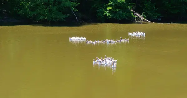 Geese swim in a pond — Stock Photo, Image