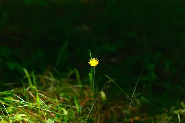 Flor amarilla sobre un fondo oscuro — Foto de Stock
