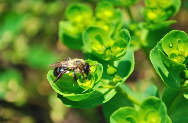 La abeja recoge polen —  Fotos de Stock