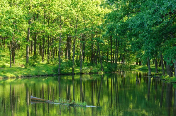 Forest lake — Stock Fotó