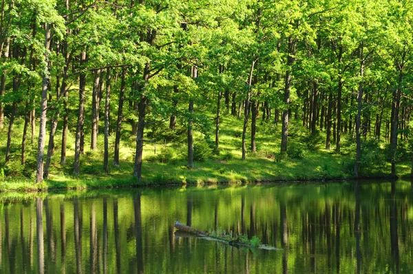 Lago da floresta — Fotografia de Stock
