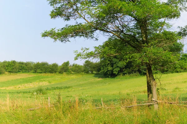 Tree in field — Stock Photo, Image