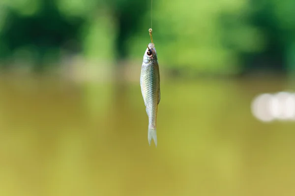 Peixe no anzol — Fotografia de Stock