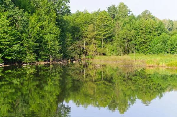 Green trees near pond — Stock Photo, Image