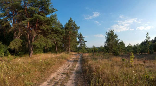 Road near the pine trees panorama — Stock Photo, Image