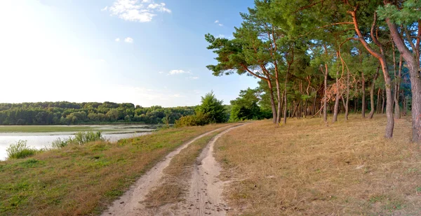 Silnice v blízkosti borovými stromy panorama — Stock fotografie