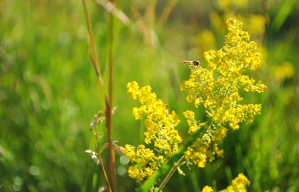 L'ape raccoglie il polline — Foto Stock
