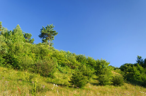 pine in the forest