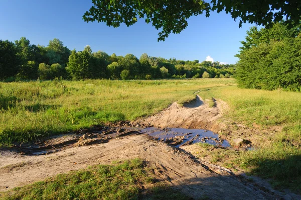 Plas op de weg in de buurt van bomen — Stockfoto