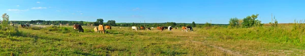 Mucche pascolo panoram — Foto Stock