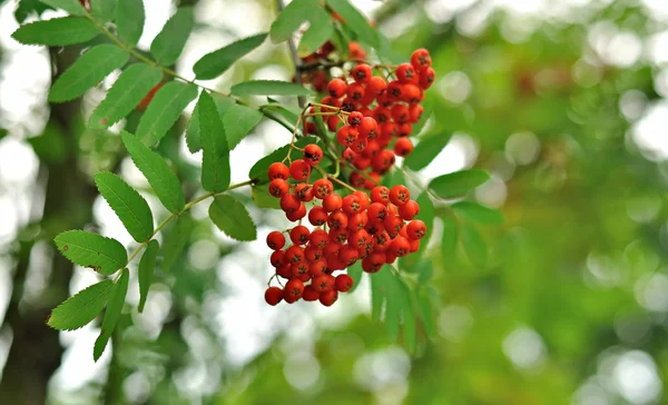 Frutos de cinza de montanha — Fotografia de Stock