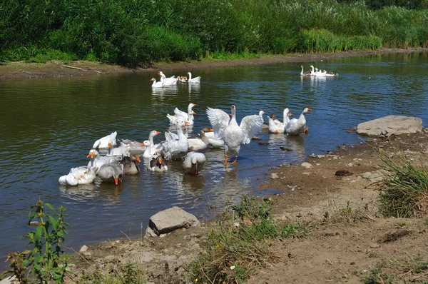 Geese on the river — Stock Photo, Image