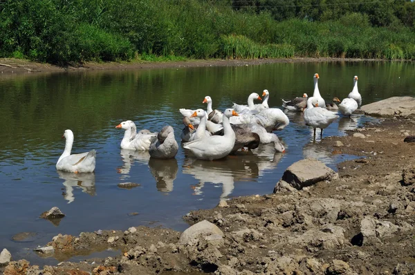 Geese on the river — Stock Photo, Image