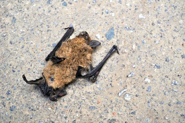死干蝙蝠 — 图库照片