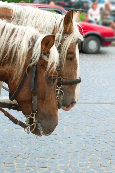 Ritratto di un cavallo con imbracatura — Foto Stock