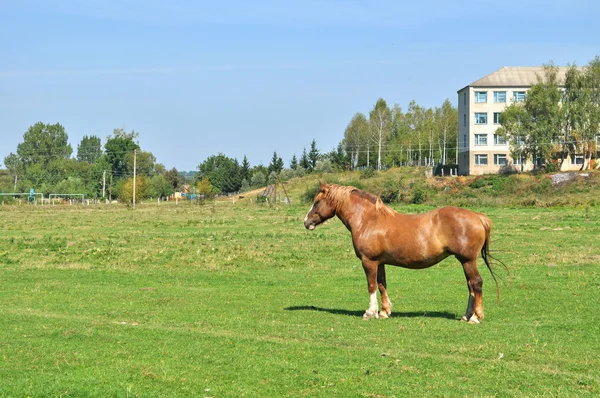 Pascolo dei cavalli — Foto Stock