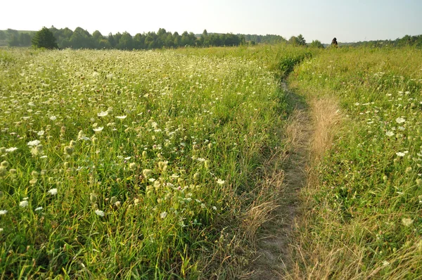 Camino en el campo de hierba — Foto de Stock