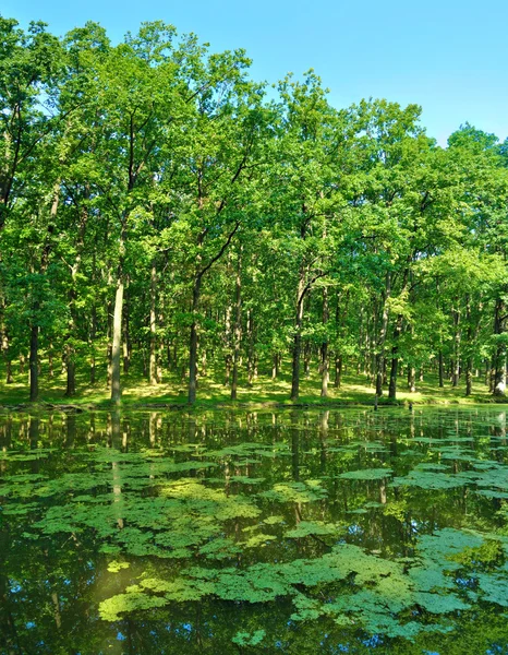 Forest lake — Stock Fotó