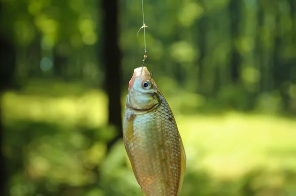 Peixe no anzol — Fotografia de Stock