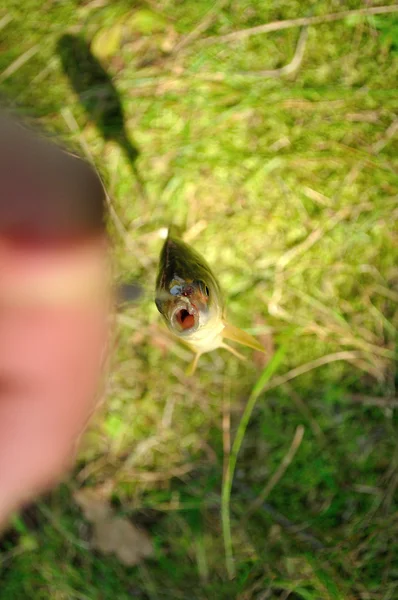 Peixe no anzol — Fotografia de Stock