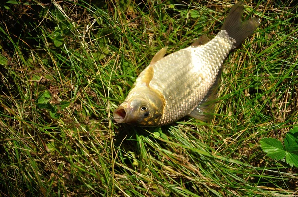 Pescado en el anzuelo —  Fotos de Stock