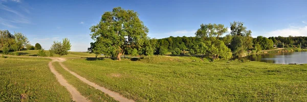 Panoramic Summer trees — Stock Photo, Image