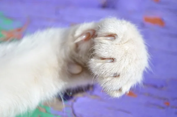 Pata de gato — Fotografia de Stock