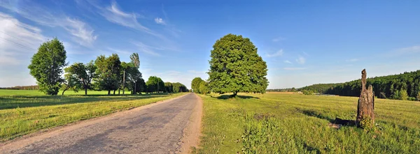 Panoramik yaz ağaçlar 