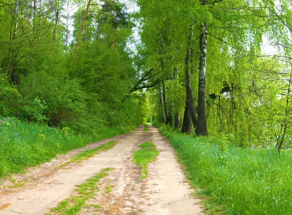 Alley of birch trees — Stock Photo, Image