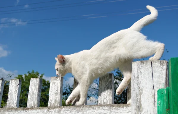 白猫走 — 图库照片