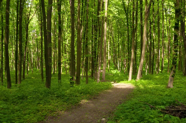 Pfad im grünen Wald — Stockfoto