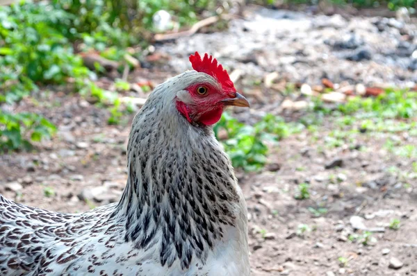 Miradas de pollo —  Fotos de Stock