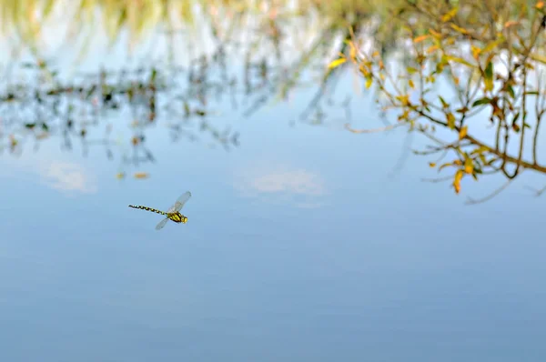 Libélula voando sobre a água — Fotografia de Stock