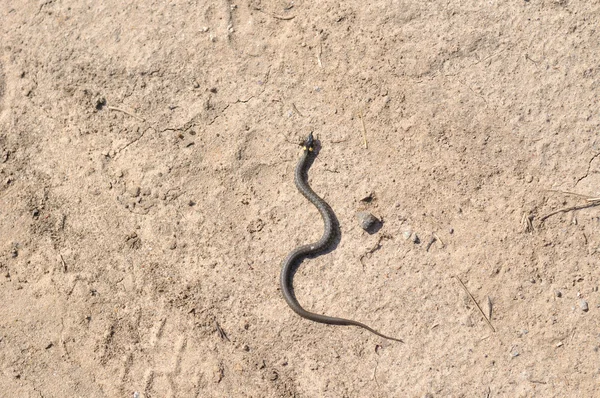 Serpente rastejando na areia — Fotografia de Stock