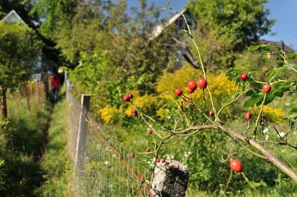 Rose hips on branches — Stock Photo, Image
