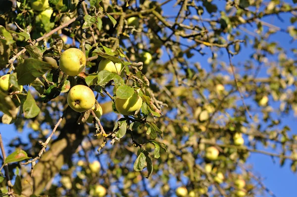 Apple tree — Stock Photo, Image